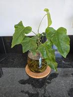 Anthurium Plant met Wortels, Overige soorten, In pot, Minder dan 100 cm, Groene kamerplant