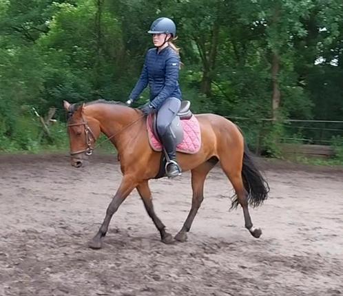 Lieve  knuffel merrie, Dieren en Toebehoren, Pony's, Merrie, L, D pony (1.37m tot 1.48m), Recreatiepony, 3 tot 6 jaar, Met stamboom