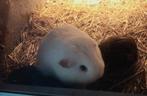 Gladhaar zeug wit donkeroog met haar  kleintje, Dieren en Toebehoren, Knaagdieren, September, Vrouwelijk, Cavia