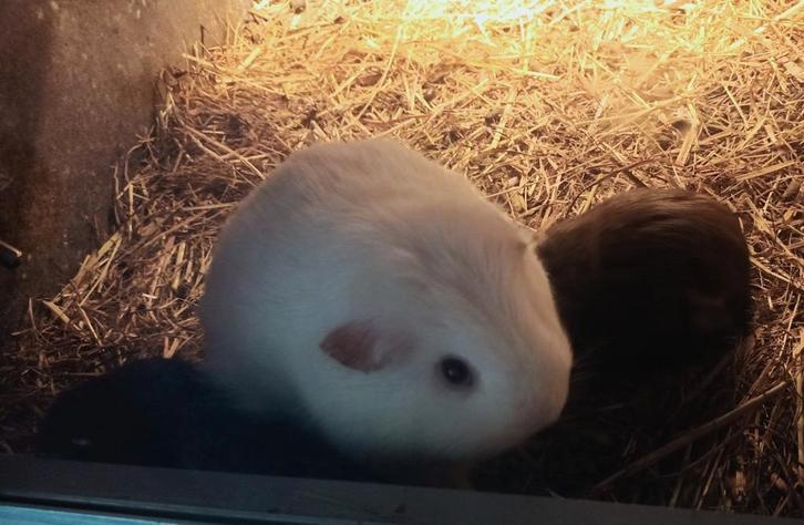 Gladhaar zeug wit donkeroog met haar  kleintje, Dieren en Toebehoren, Knaagdieren, Vrouwelijk, Cavia, September
