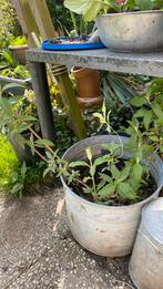 4 jonge planten Budlea vlinderstruik paars, Zomer, Ophalen of Verzenden, Overige soorten, Volle zon