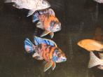 Aulonocara OB Multicolor – Malawi-cichlide, Vis, Zoetwatervis