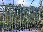 Hedera hibernica, 10 t/m 225 cm, nu tot 10% staffelkorting, Ophalen, Overige soorten, 100 tot 250 cm