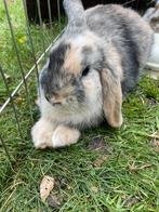 Lief mine lop konijn, Dieren en Toebehoren, Konijnen, Vrouwelijk, Dwerg, Hangoor, 0 tot 2 jaar