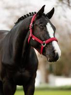 LeMieux Essence Softshell Halster Ember Cob SALE -40%!, Ophalen of Verzenden, Nieuw, Overige soorten