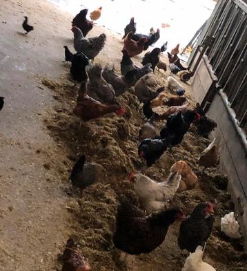 Kippen beschikbaar voor biedingen