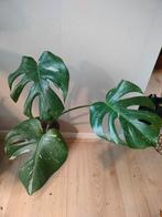 Monstera Thai Constellation, Ophalen of Verzenden, Overige soorten, Minder dan 100 cm