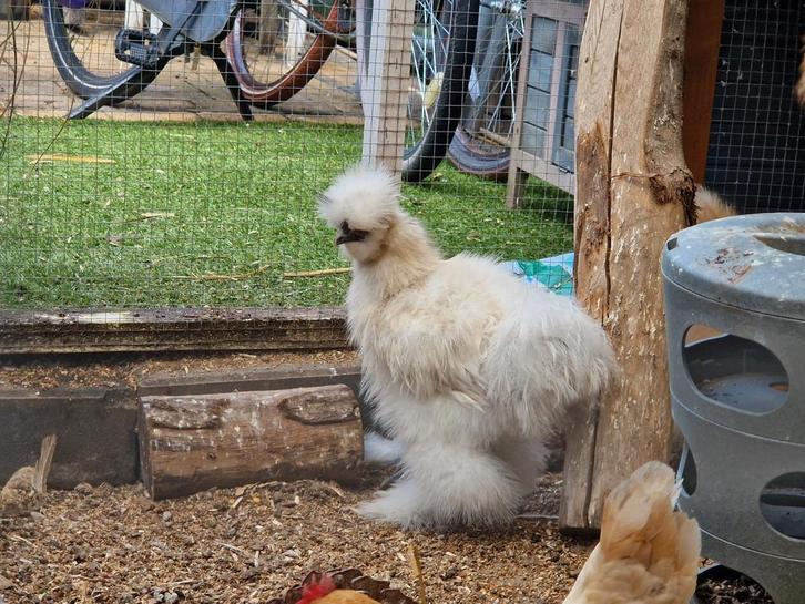 Usa zijdehoen haantje, Dieren en Toebehoren, Pluimvee, Kip, Mannelijk