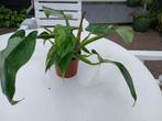 Philodendron white wizard, Huis en Inrichting, Kamerplanten, Ophalen, Overige soorten, Halfschaduw, Minder dan 100 cm