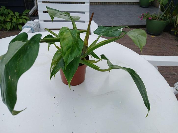 Philodendron white wizard, Huis en Inrichting, Kamerplanten, Overige soorten, Minder dan 100 cm, Groene kamerplant, Halfschaduw