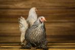 Brahma kriel | Jong geënte kippen | Deskundig advies, Kip, Meerdere dieren