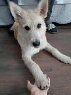 PRACHTIG LIEF TEEFJE LAILA GEK OP SPELEN EN KNUFFELEN, Dieren en Toebehoren, Honden | Niet-rashonden, Particulier, 15 weken tot 1 jaar