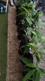 Avocado plant, Tuin en Terras, Planten | Tuinplanten, Ophalen, Bloeit niet, Halfschaduw