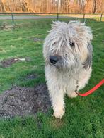Blonde Bouvier, Bouvier, CDV (hondenziekte), Teef, Eén hond
