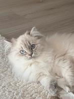 Ragdoll kitten poes, Dieren en Toebehoren, Katten en Kittens | Raskatten | Korthaar, Poes, Gechipt, 0 tot 2 jaar