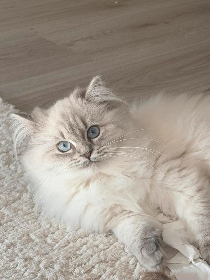 Ragdoll kitten poes, Dieren en Toebehoren, Katten en Kittens | Raskatten | Korthaar, Poes, 0 tot 2 jaar, Gechipt, Ontwormd, Ingeënt