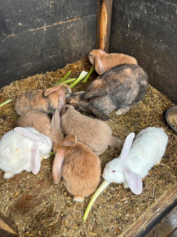 Duitse reus x hangoor Konijnen, Dieren en Toebehoren, Konijnen, Groot, Meerdere dieren, 0 tot 2 jaar, Hangoor