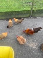 Haan met kippen, Dieren en Toebehoren, Meerdere dieren, Kip