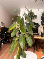 Philodendron José Bueno variegata- Zeldzame kamerplant, Ophalen, Overige soorten, Halfschaduw, In pot