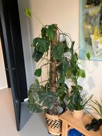 Gratis: grote kamerplant monstera, Huis en Inrichting, Kamerplanten, Ophalen, Halfschaduw, 150 tot 200 cm