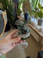Kalanchoe 'Fang' in glas, Ophalen of Verzenden