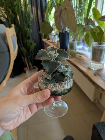 Kalanchoe 'Fang' in glas  beschikbaar voor biedingen
