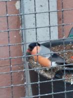 Goudvink man, Dieren en Toebehoren, Vogels | Overige Vogels, Mannelijk, Wildzangvogel