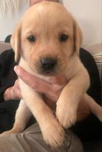 Forever home gezocht, Dieren en Toebehoren, Honden | Niet-rashonden, 8 tot 15 weken, Meerdere, Meerdere dieren, Middel