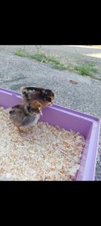 Gesexte hen kuikens. Leuke, verschillende rassen, Dieren en Toebehoren, Vrouwelijk, Kip