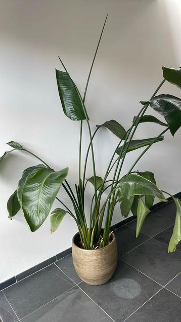 Plant met pot beschikbaar voor biedingen