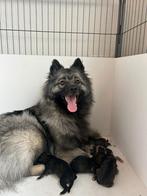 Super mooie keeshond x border collie pups!, Dieren en Toebehoren, Honden | Poolhonden, Keeshonden en Oertypen, Keeshond, 8 tot 15 weken