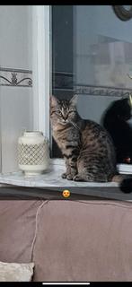 Kat gratis overnemen, Dieren en Toebehoren, Katten en Kittens | Raskatten | Korthaar, Poes, Gechipt, 3 tot 5 jaar