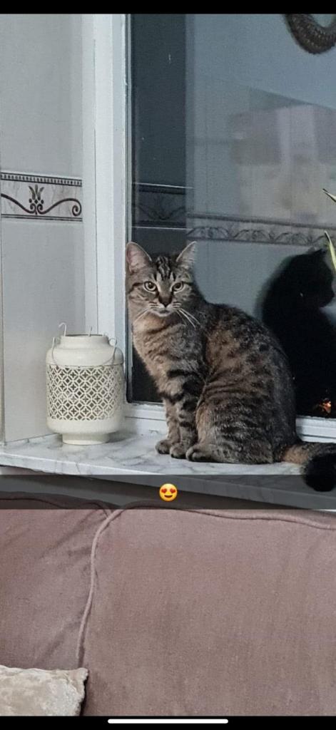 Kat gratis overnemen, Dieren en Toebehoren, Katten en Kittens | Raskatten | Korthaar, Poes, 3 tot 5 jaar, Gechipt, Ontwormd, Ingeënt