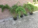 Niet woekerende bamboe , Fargesia Denudata Lancaster, Volle zon, Vaste plant, Bloeit niet, Ophalen