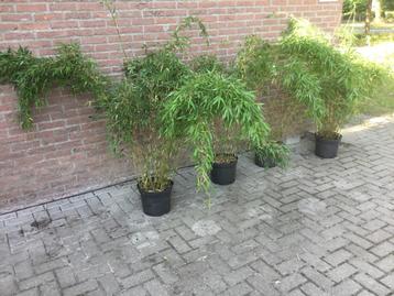 Niet woekerende bamboe , Fargesia Denudata Lancaster beschikbaar voor biedingen