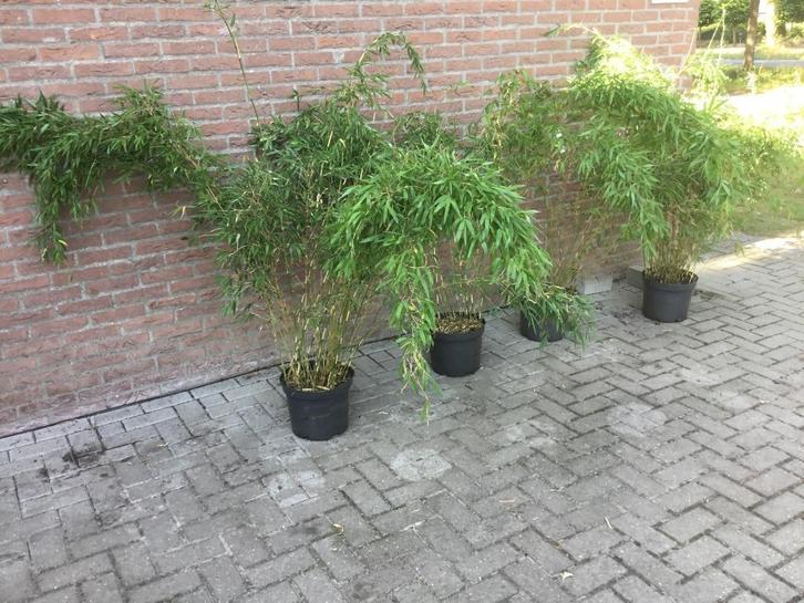 Niet woekerende bamboe , Fargesia Denudata Lancaster, Tuin en Terras, Planten | Tuinplanten, Vaste plant, Overige soorten, Volle zon