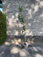 Hibiscusstruik , witte bloem , ca 180 cm hoog, Ophalen, Overige soorten, Minder dan 100 cm