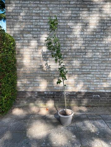 Hibiscusstruik , witte bloem , ca 180 cm hoog beschikbaar voor biedingen