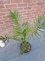 planten, Ophalen, Bloeit niet, Overige soorten, Volle zon