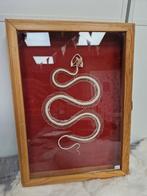 Groot slangenskelet in antieke houten vitrine, Verzamelen, Dierenverzamelingen, Ophalen of Verzenden, Zo goed als nieuw