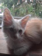 Maine coon kittens raszuivere  mogen verhuizen, Meerdere dieren, Gechipt, 0 tot 2 jaar