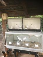 Tortelduifjes witte, Dieren en Toebehoren, Meerdere dieren, Overige soorten