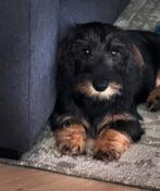 Ruwharige dwergteckel met stamboom, Dieren en Toebehoren, Honden | Teckels en Dashonden, Rabiës (hondsdolheid), 15 weken tot 1 jaar