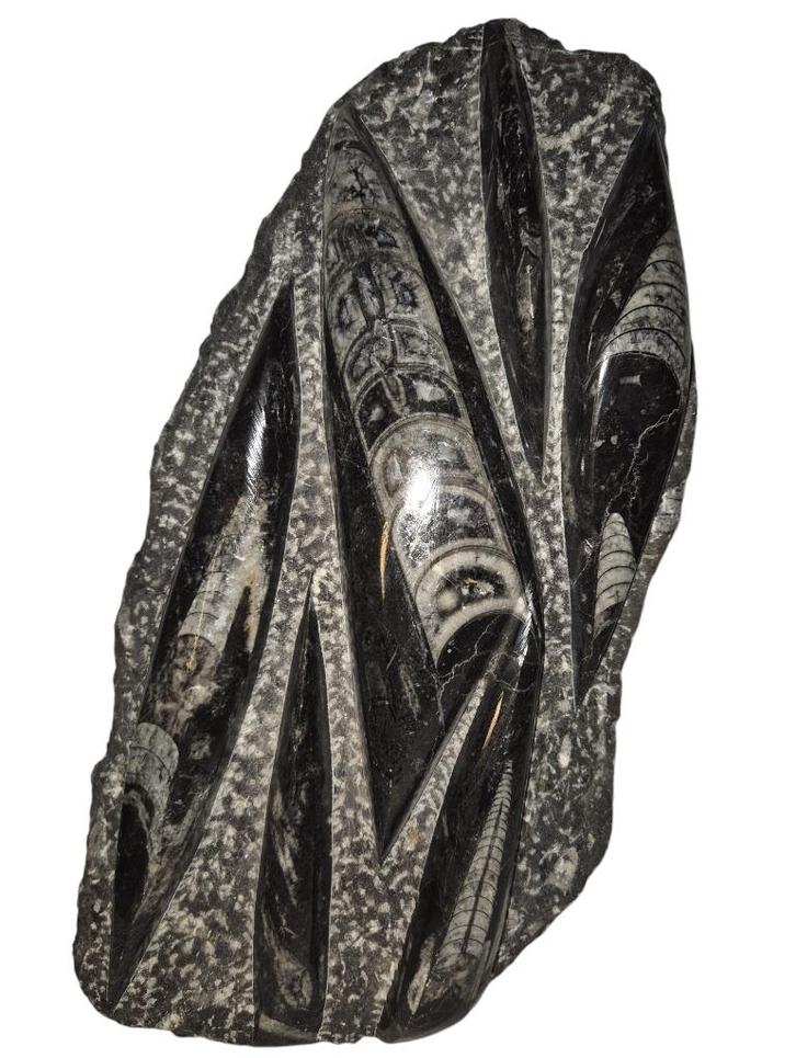 Plaat met Orthoceras - Fossiele pijlstaartinktvis 2,7 kilo, Verzamelen, Mineralen en Fossielen, Fossiel, Ophalen of Verzenden