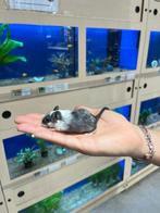 Te koop lieve jonge lieve gerbil vrouwtjes, Dieren en Toebehoren, Juli, Vrouwelijk, Overige typen, Tam