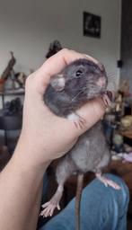 Super lieve gezonde dames rittens beschikbaar, Dieren en Toebehoren, Knaagdieren, Rat, Augustus, Mannelijk, Tam