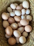 USA zijdehoen broedeieren, Geslacht onbekend, Kip