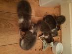 Kittens, Dieren en Toebehoren, Katten en Kittens | Raskatten | Korthaar, Meerdere dieren, 0 tot 2 jaar