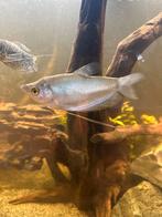 Blauwe gourami 2 stuks, Vis