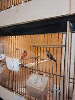 1-1 kapoetsensijzen, Meerdere dieren